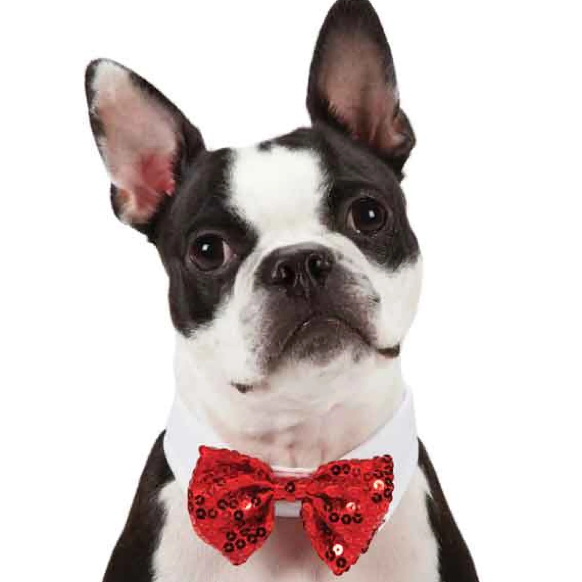 Aria Red and Black Bowtie Retail Display Strip 12-Piece