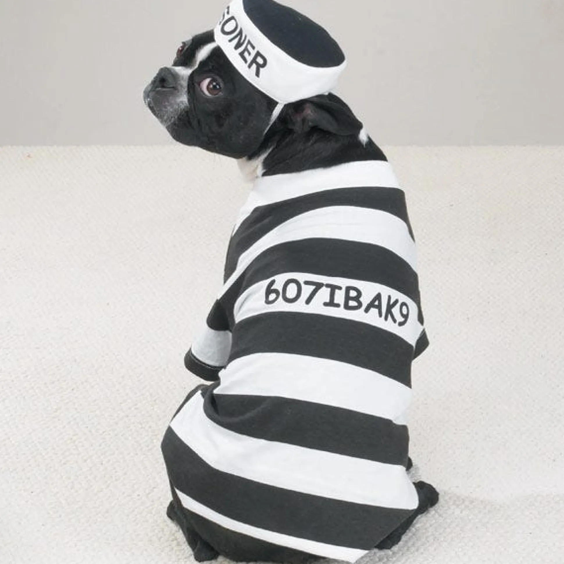 Casual Canine Prison Pooch Costumes