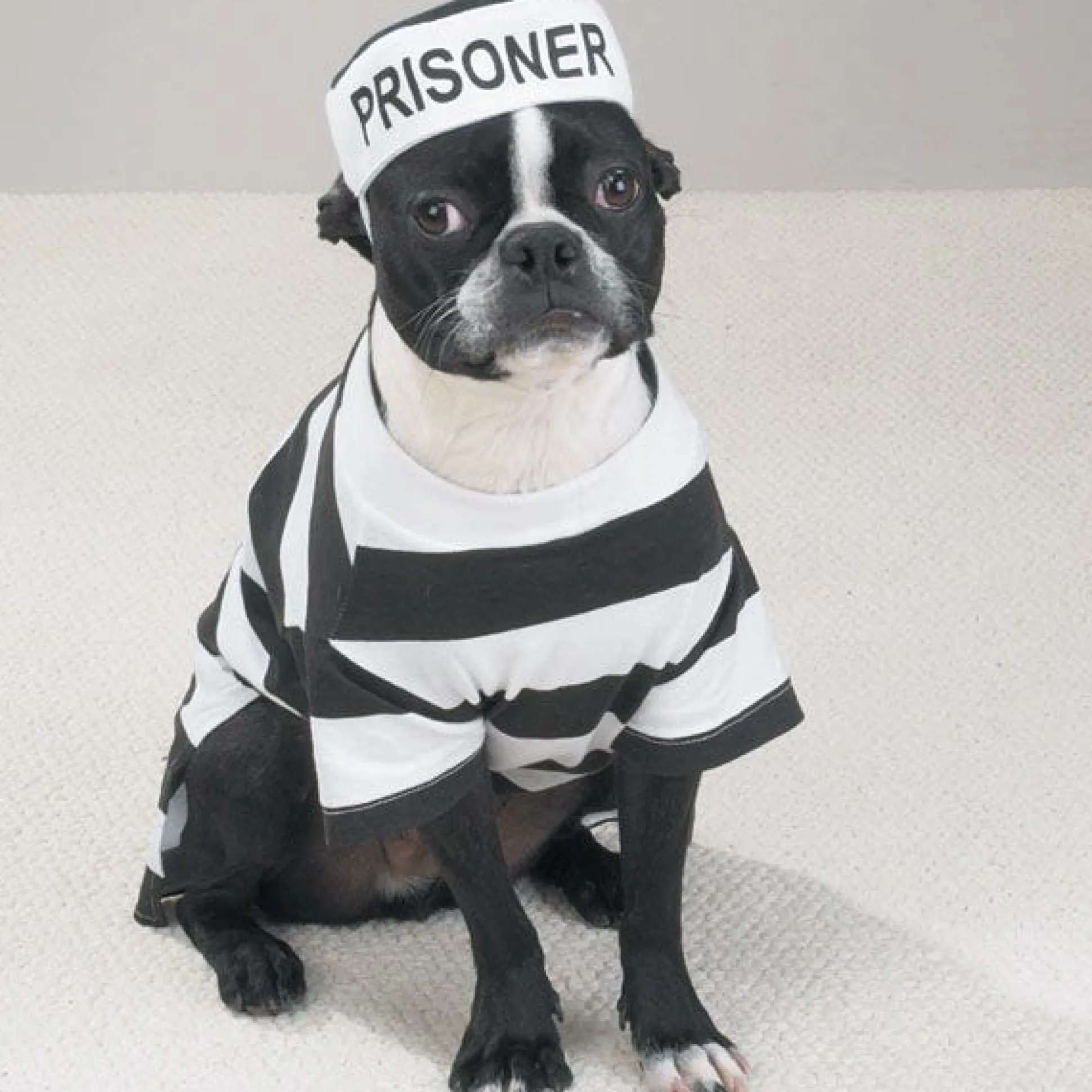Casual Canine Prison Pooch Costumes