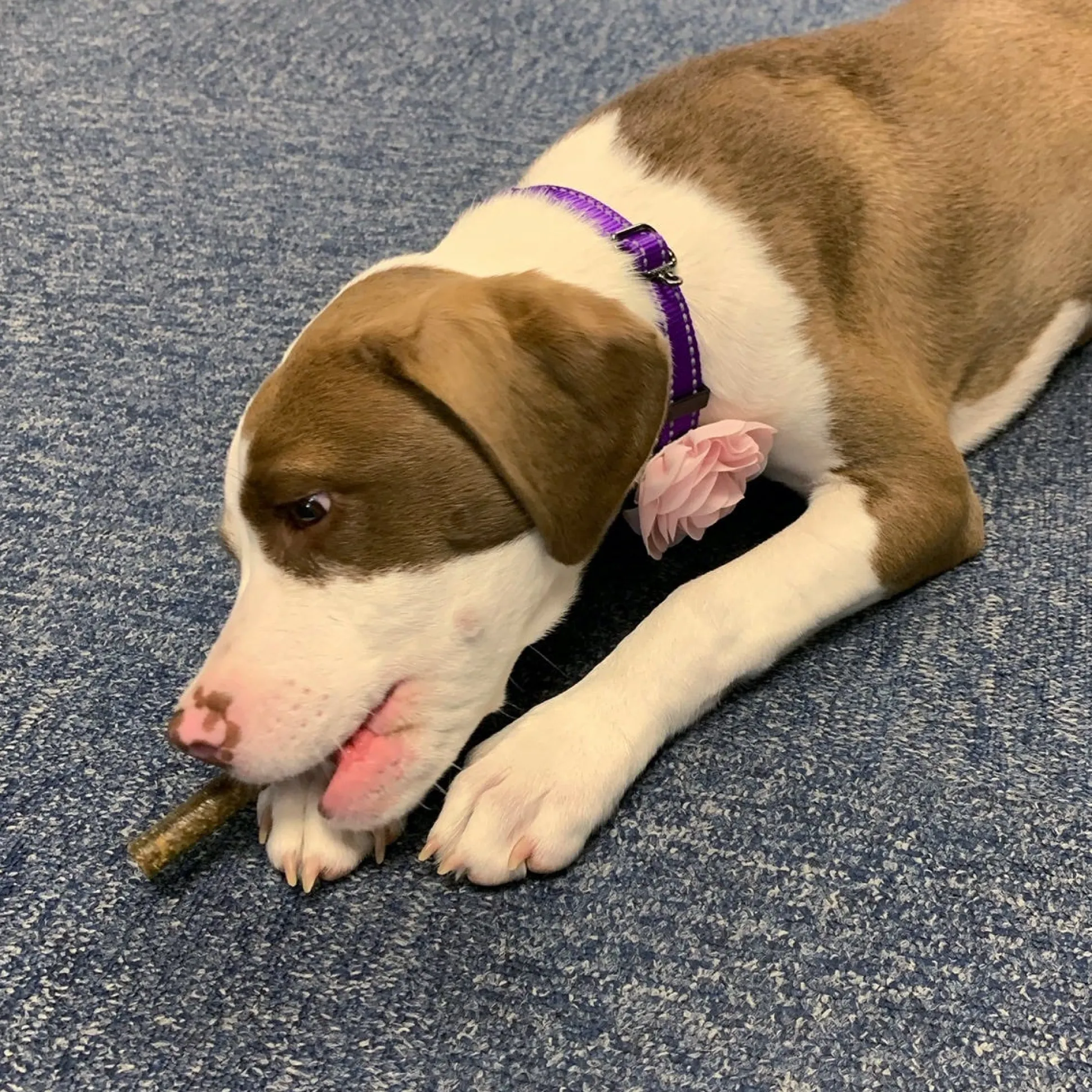 Dog Treat Naturals Superfood Sticks