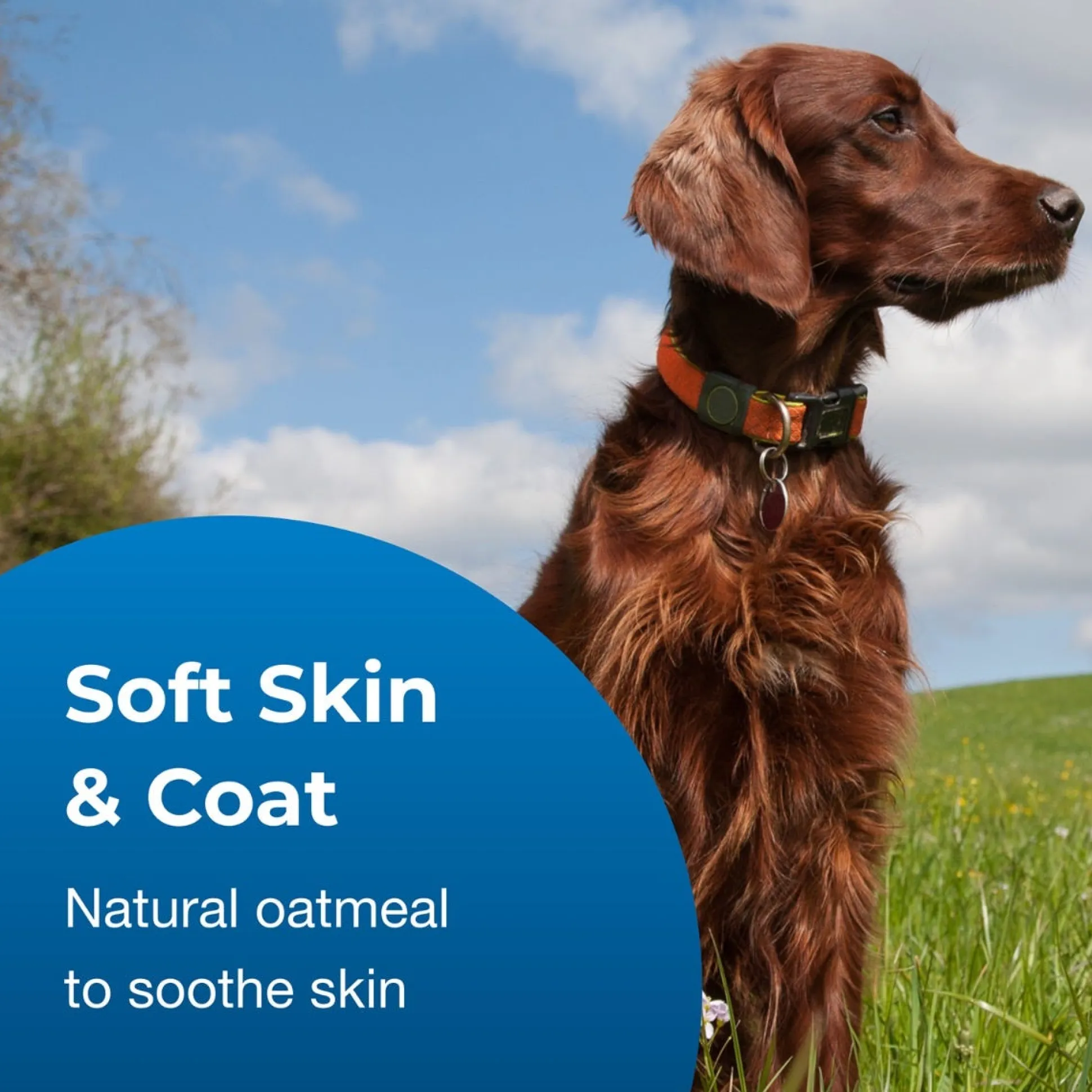 Fresh 'n Clean Oatmeal N' Baking Soda Dog Grooming Shampoo
