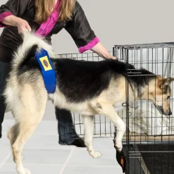 Grooming Safety by Jessica - The Belly Band