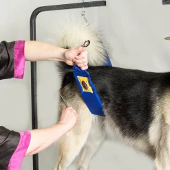 Grooming Safety by Jessica - The Belly Band