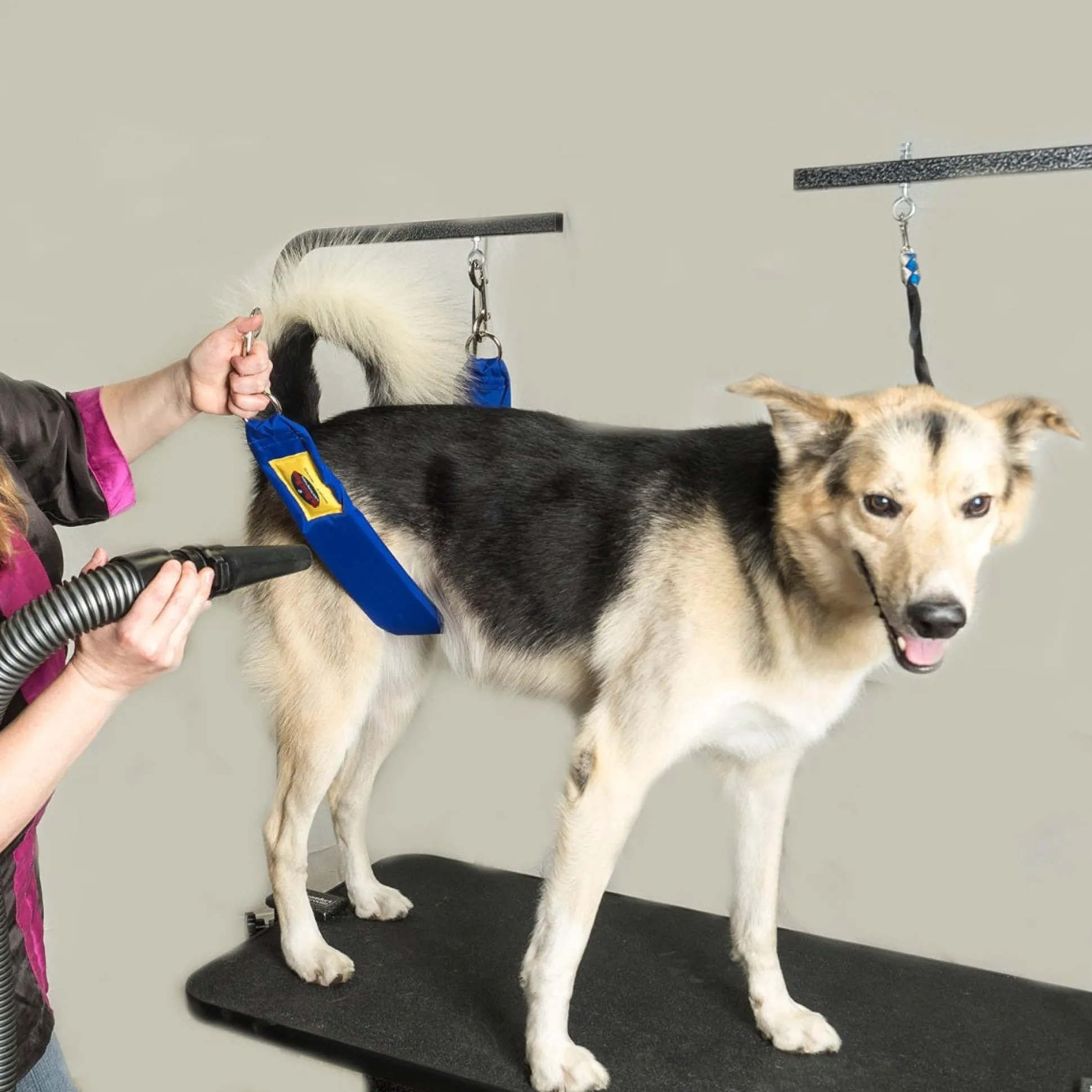 Grooming Safety by Jessica - The Belly Band