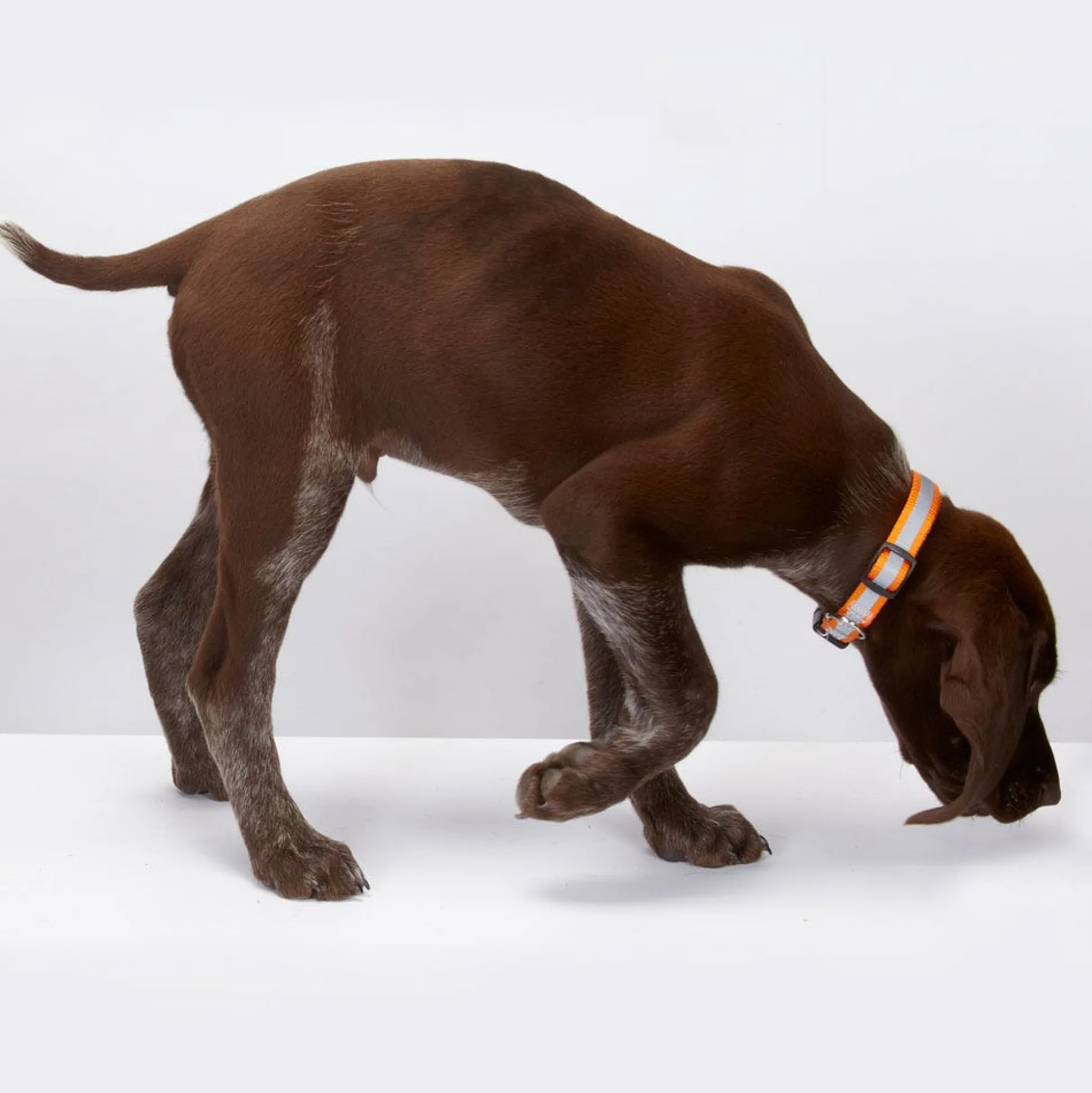 Guardian Gear Reflective Dog Collars