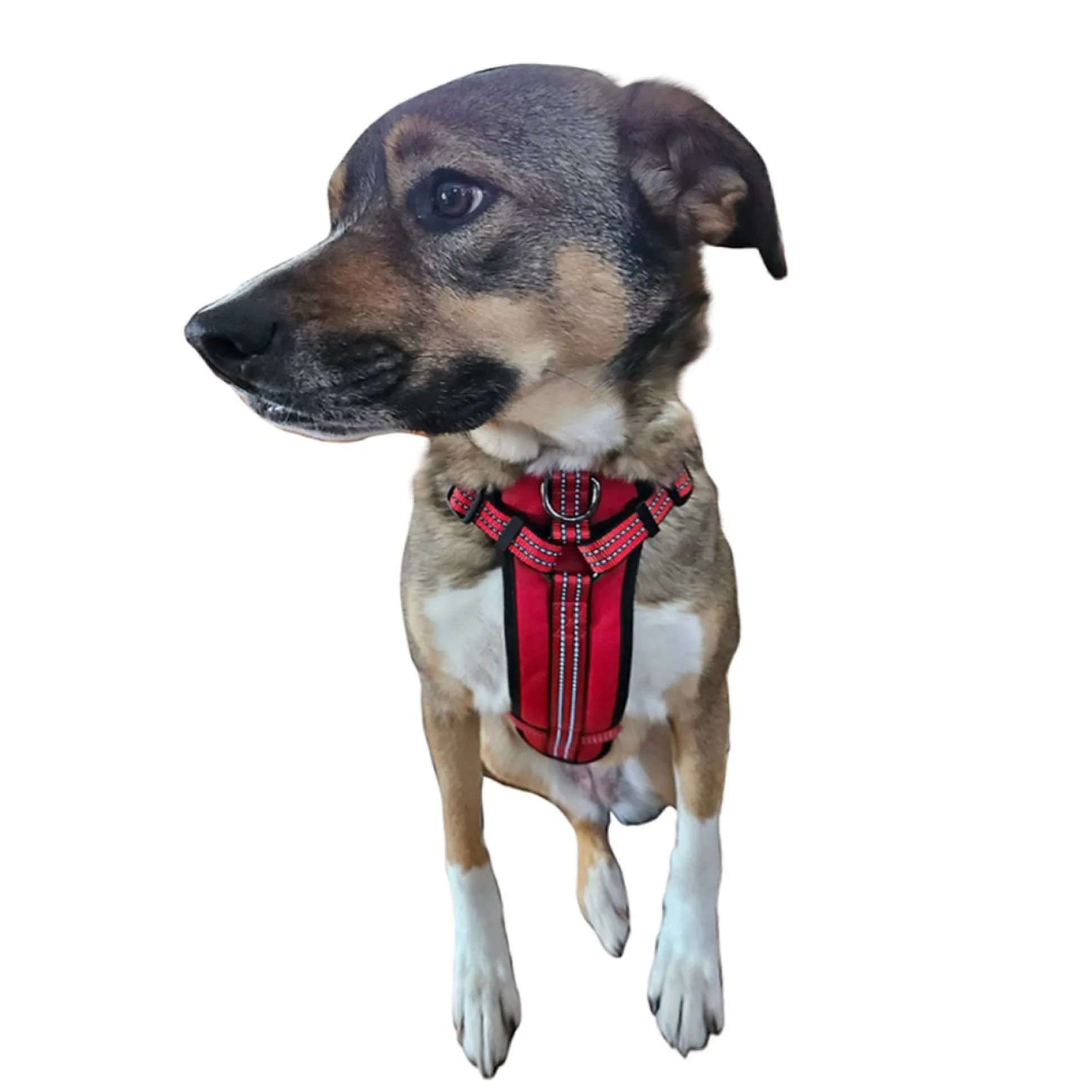 Guardian Gear Reflective Nylon Harnesses