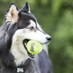 KONG AirDog Squeaker Balls