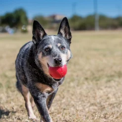 KONG Ball