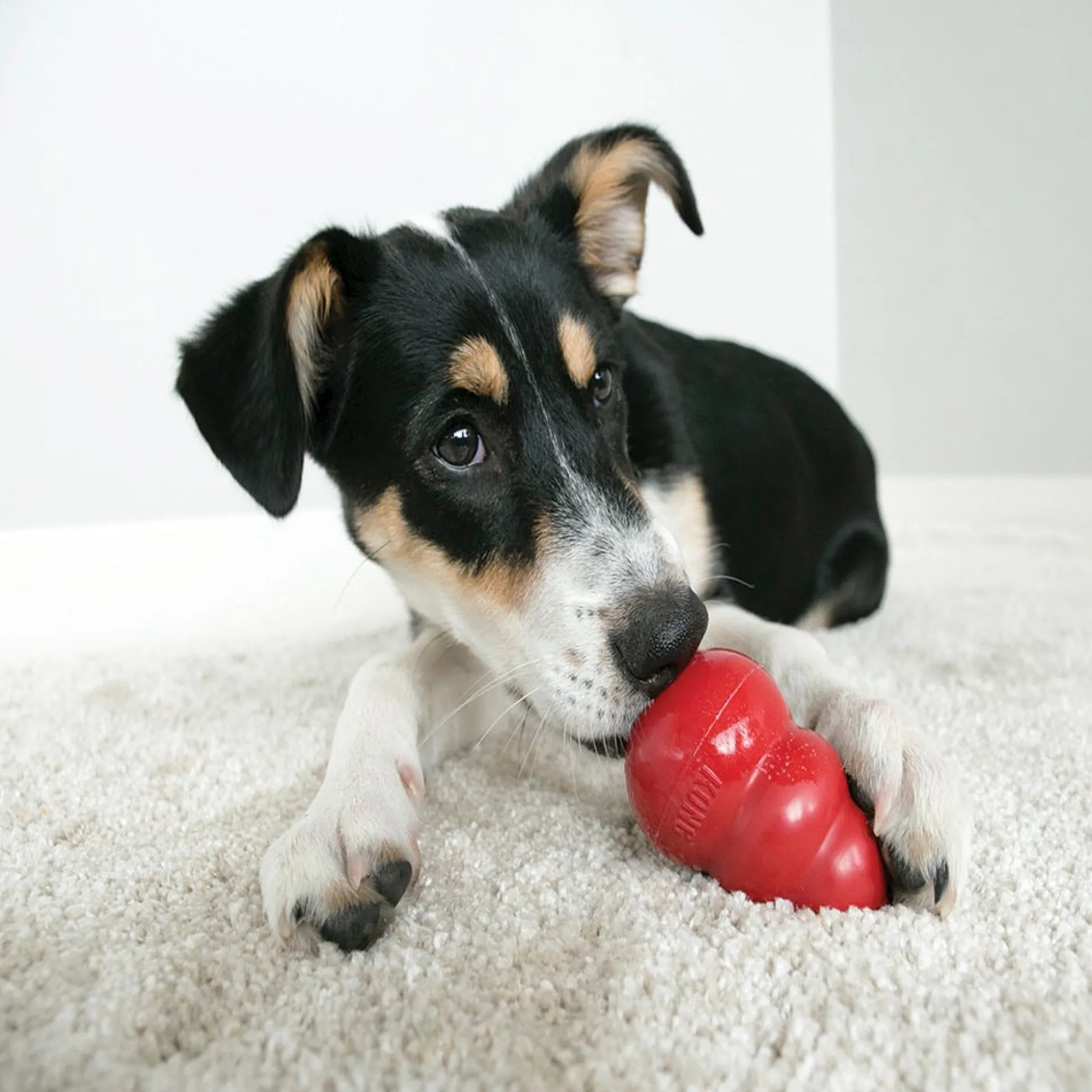 KONG Hard Rubber Dog Toys