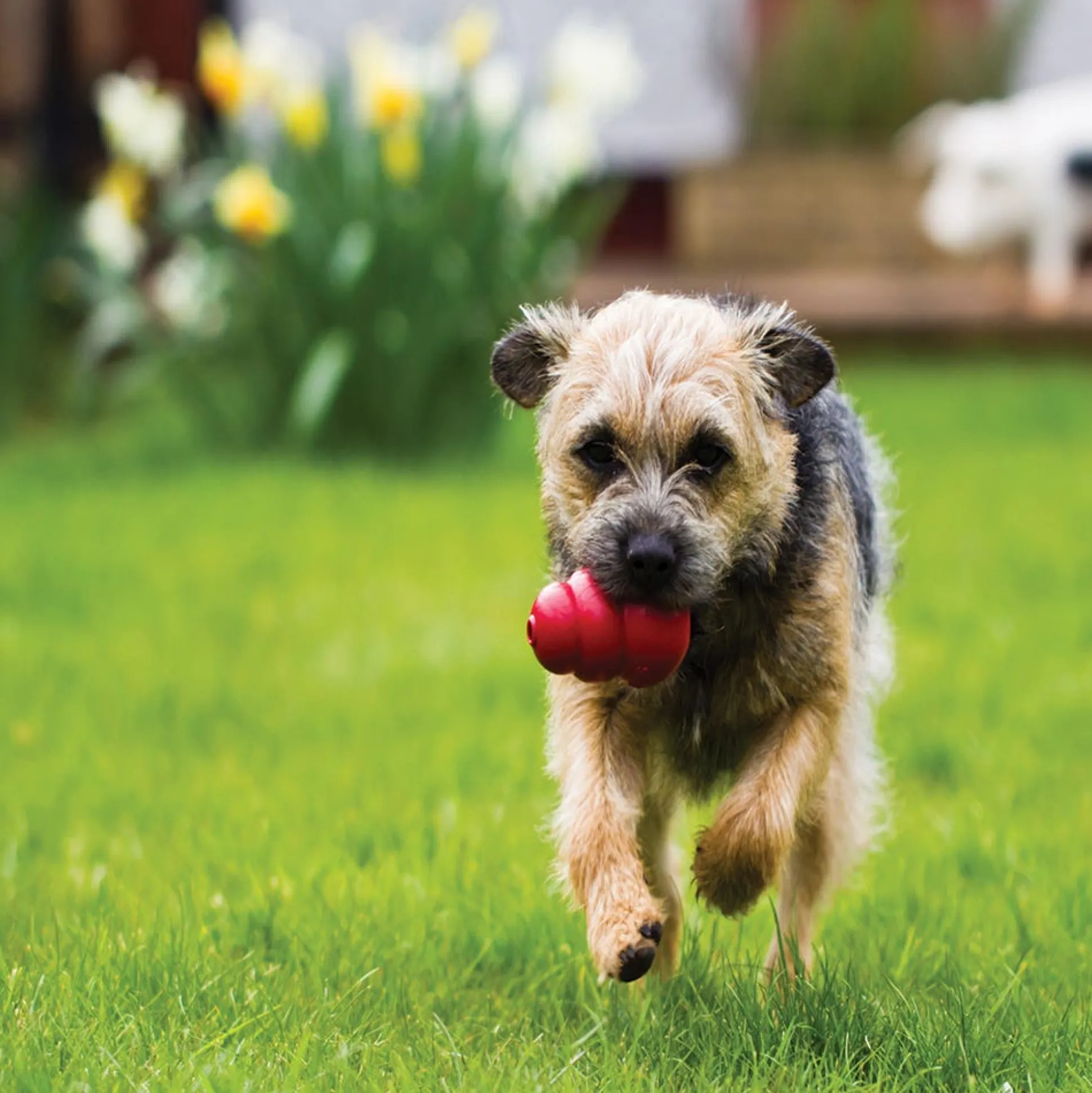 KONG Hard Rubber Dog Toys