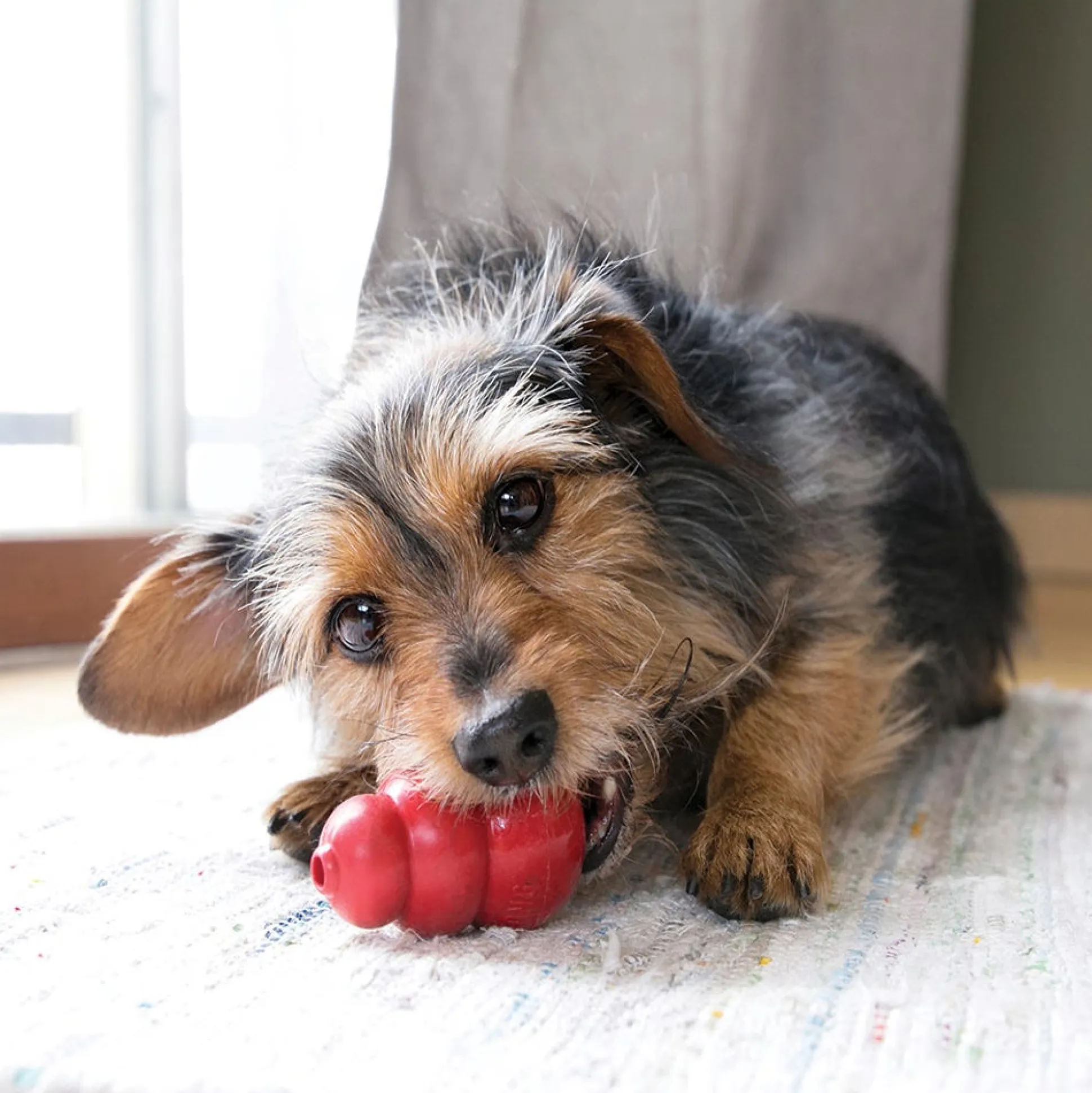 KONG Hard Rubber Dog Toys
