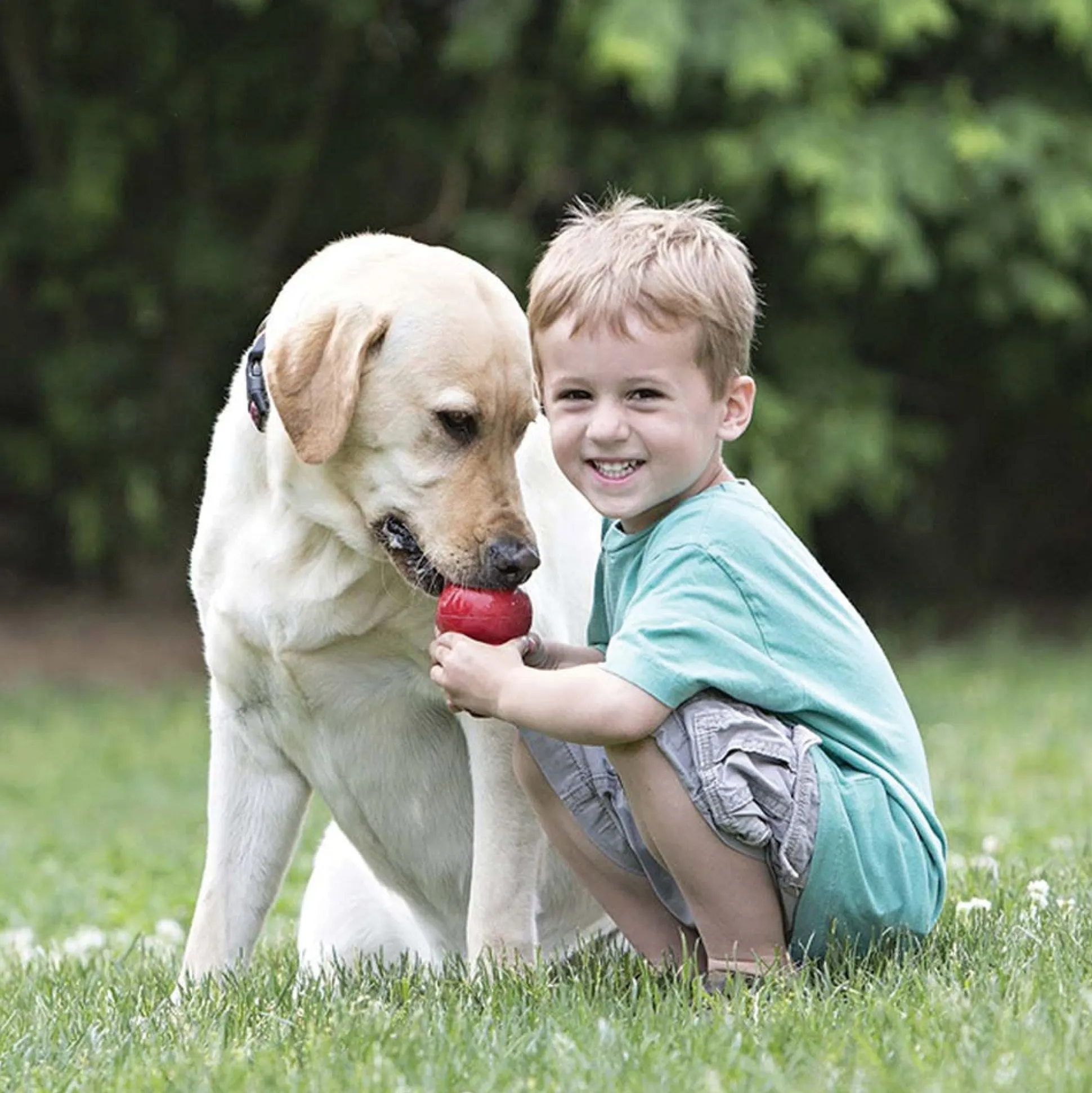 KONG Hard Rubber Dog Toys