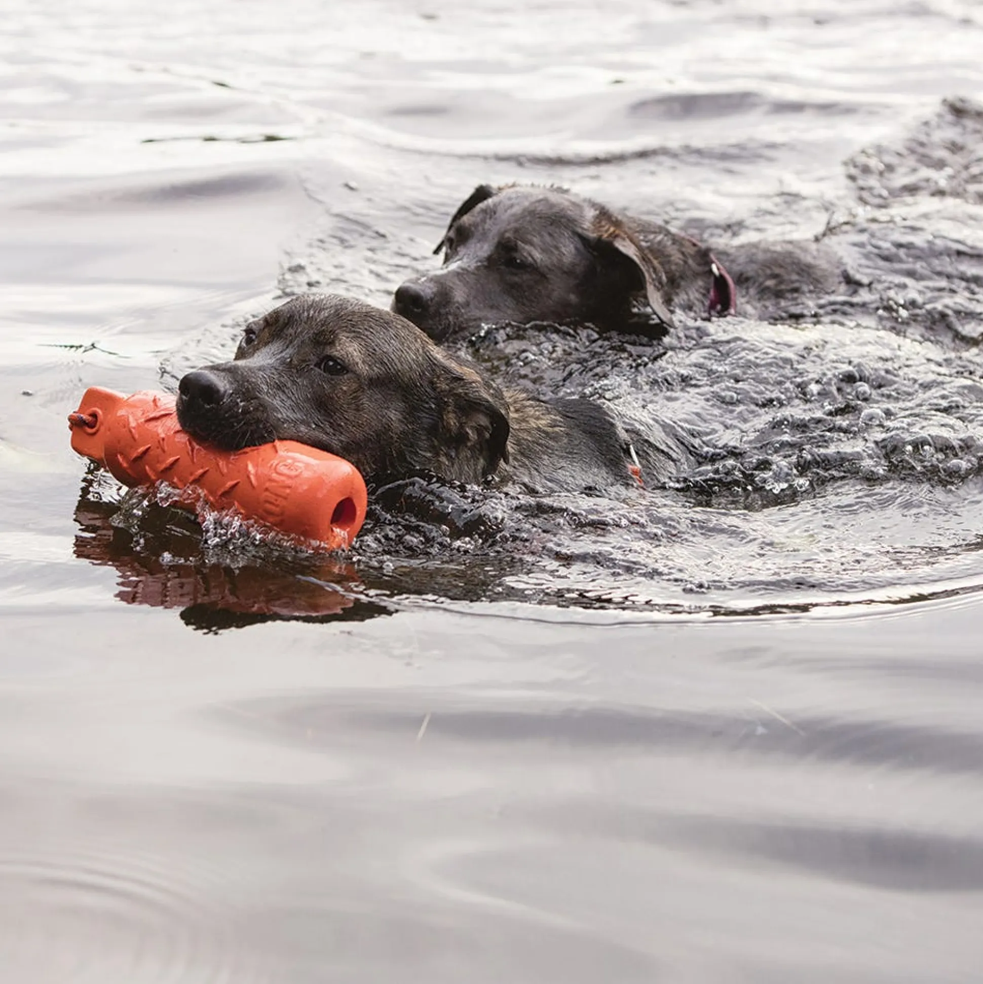 KONG Training Dummy for Dogs