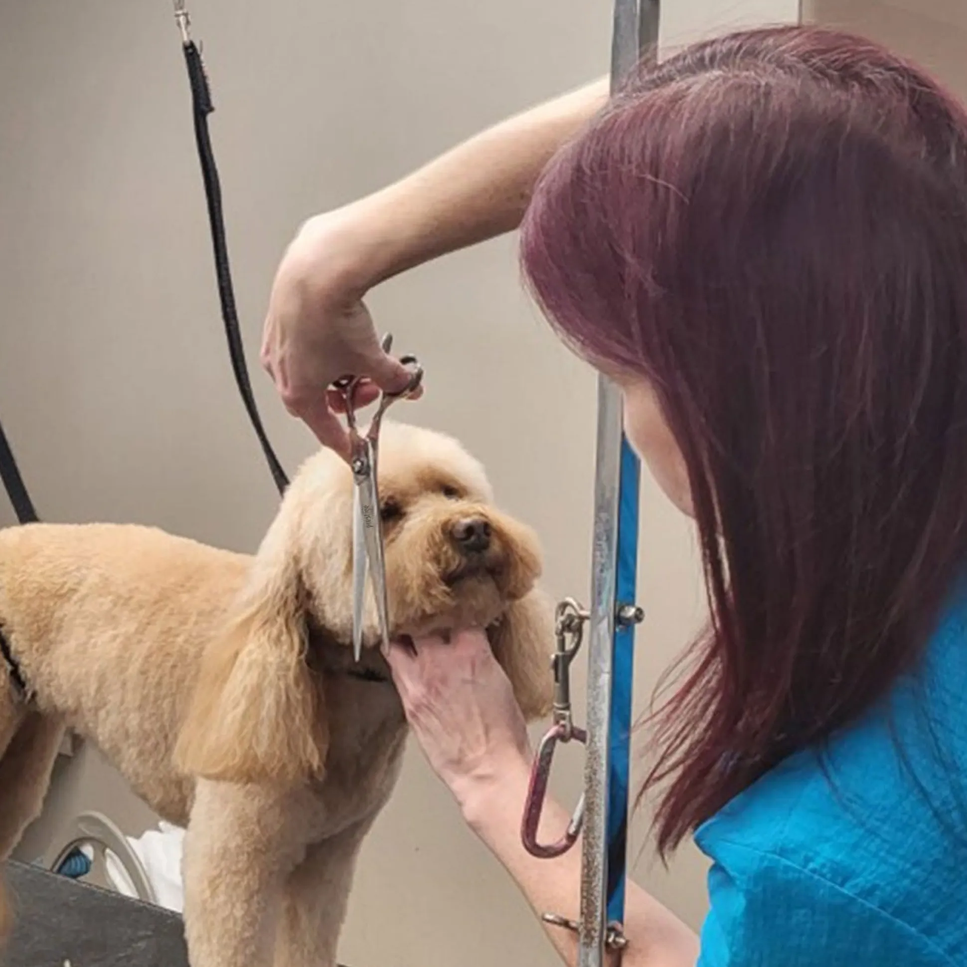 Master Grooming Prestige Straight Shears by Sensei