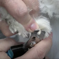 Master Grooming Tools Ergonomic Professional Dog Nail Clippers