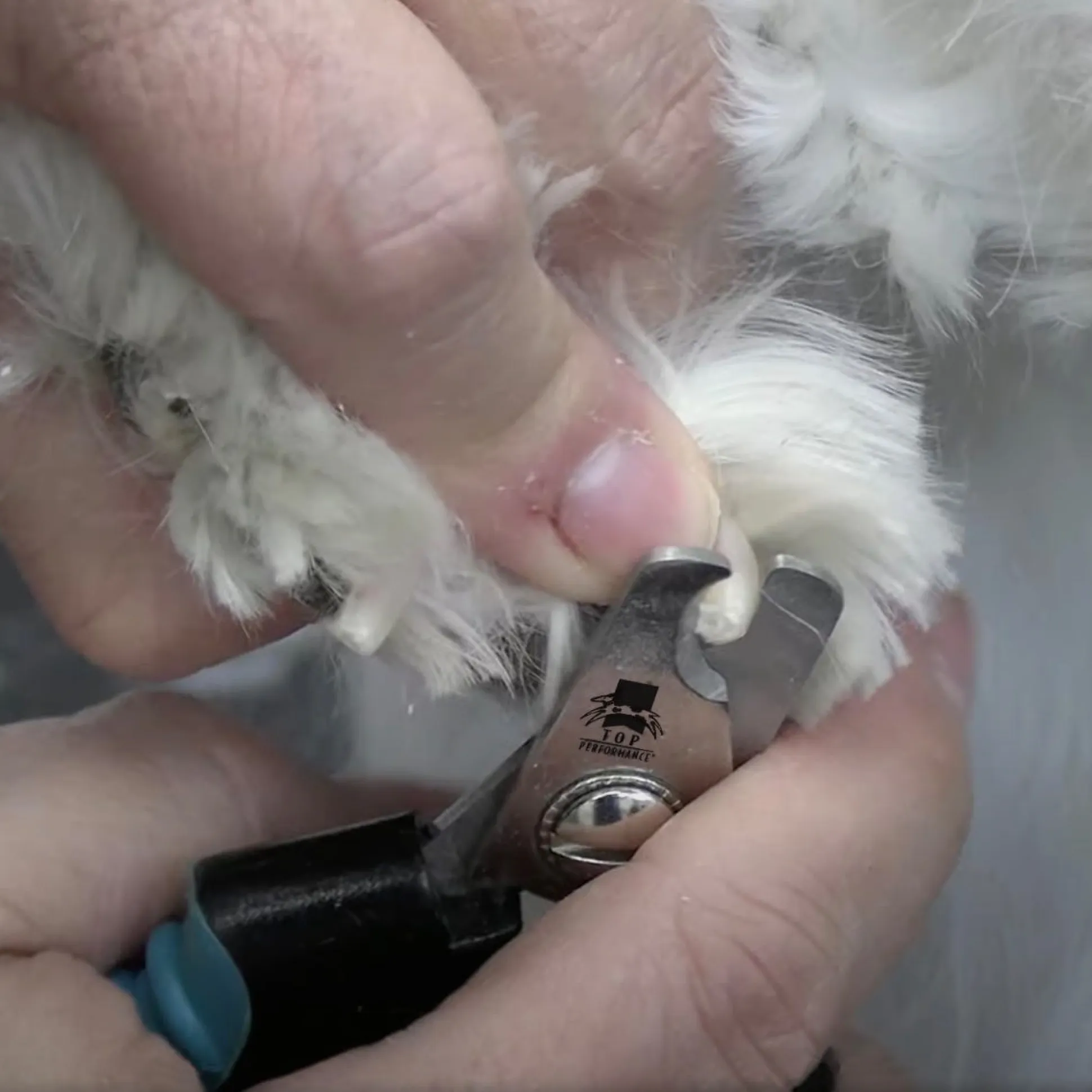 Master Grooming Tools Small Teal Ergonomic Dog Nail Clippers