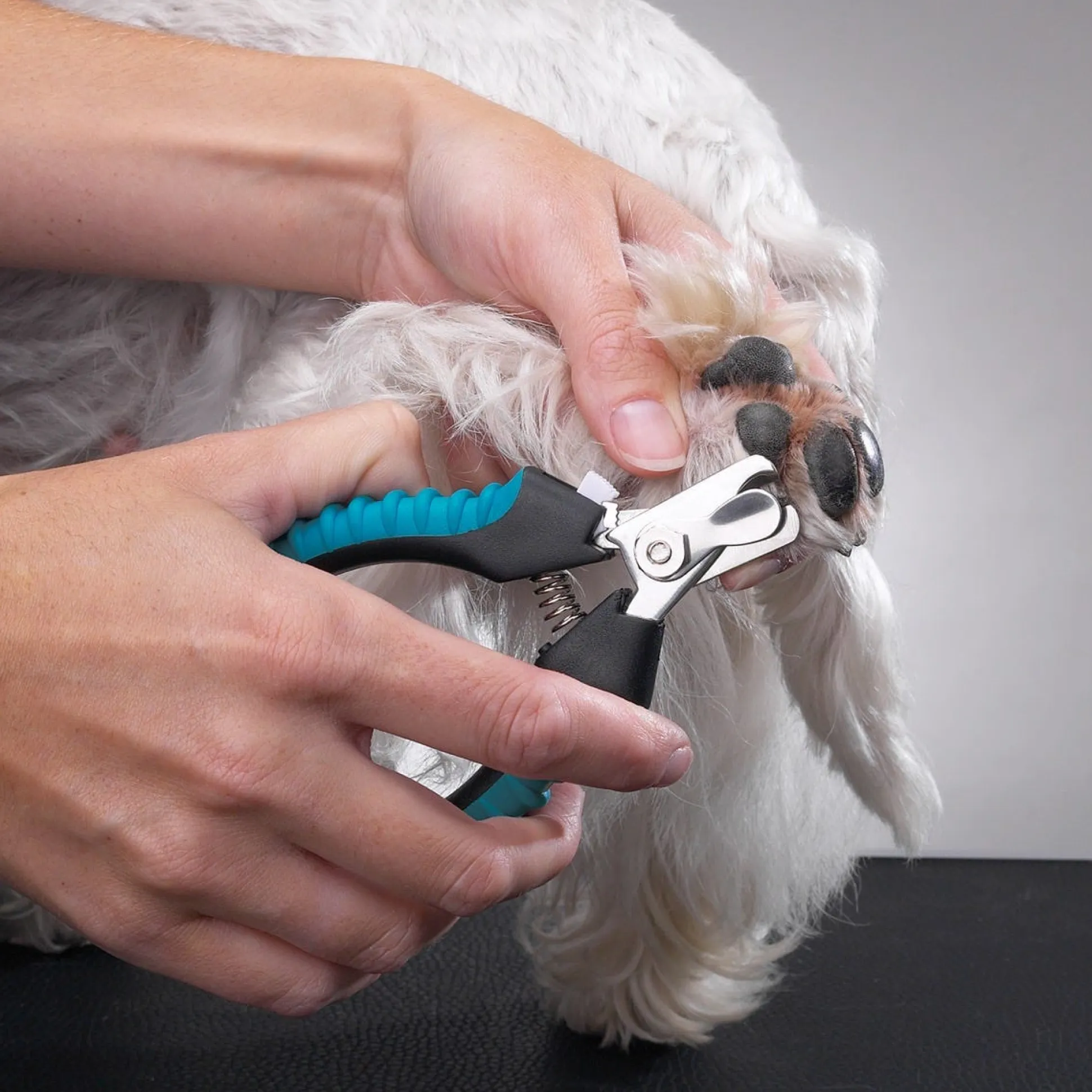 Master Grooming Tools Small Teal Ergonomic Dog Nail Clippers