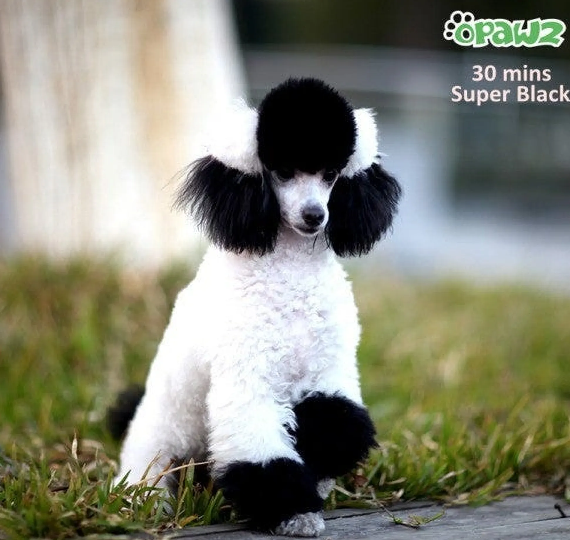 Opawz Super Black Permanent Hair Dye + Developer