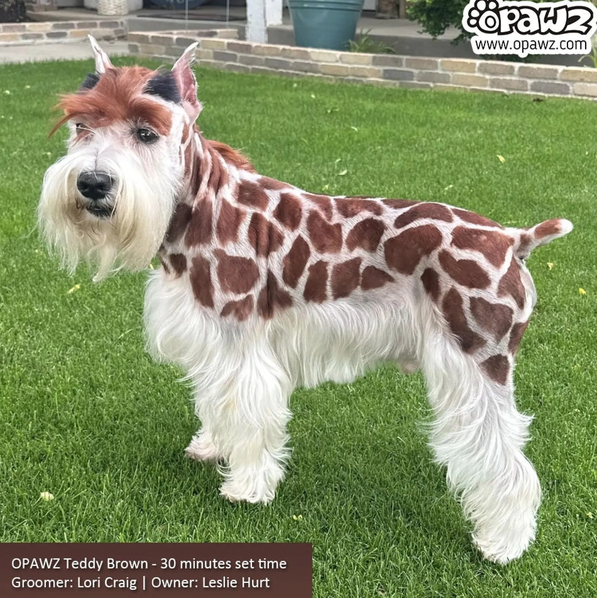 Opawz Teddy Brown Permanent Hair Dye + Developer