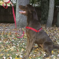 Petsafe Easy Walk Dog Harnesses