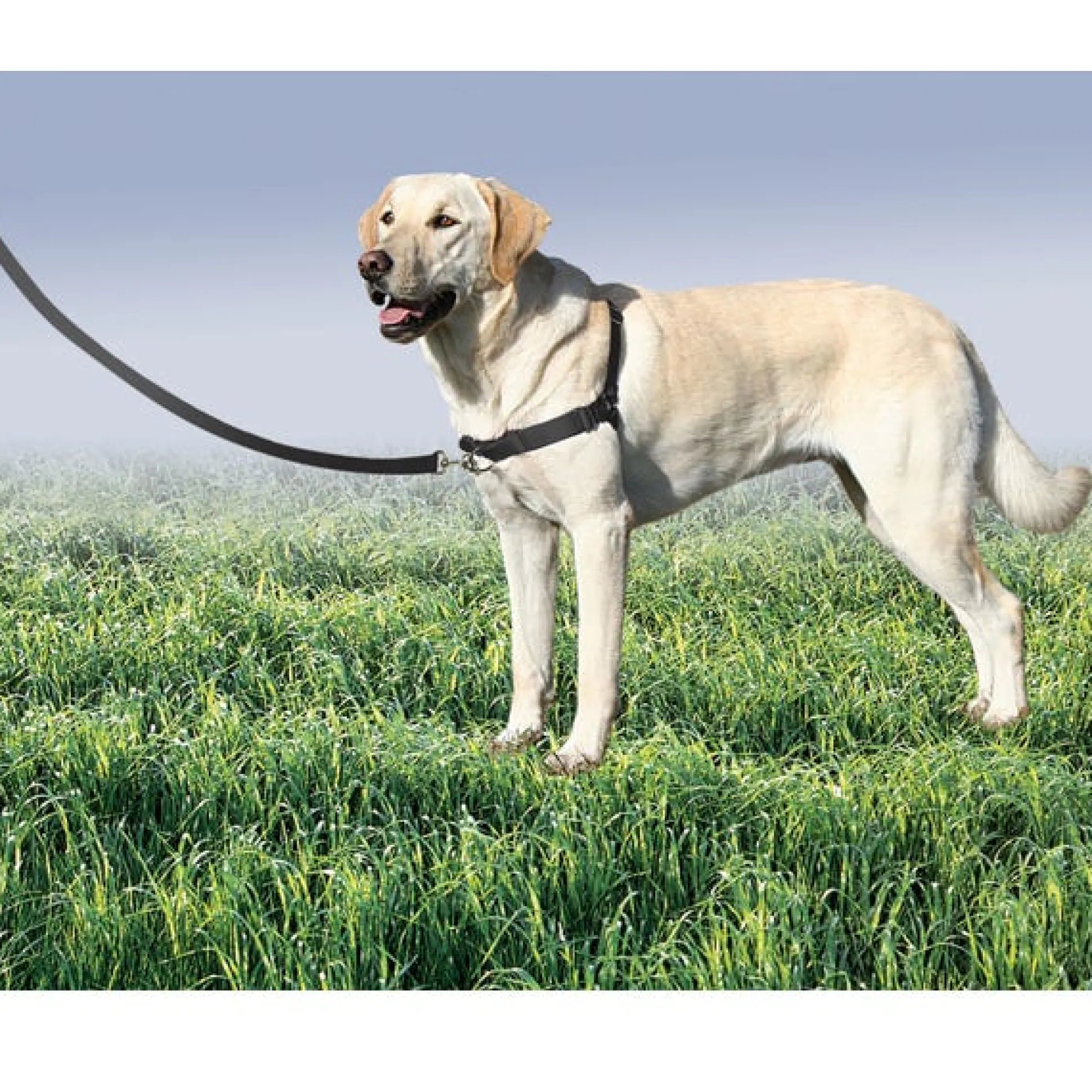 Petsafe Easy Walk Dog Harnesses