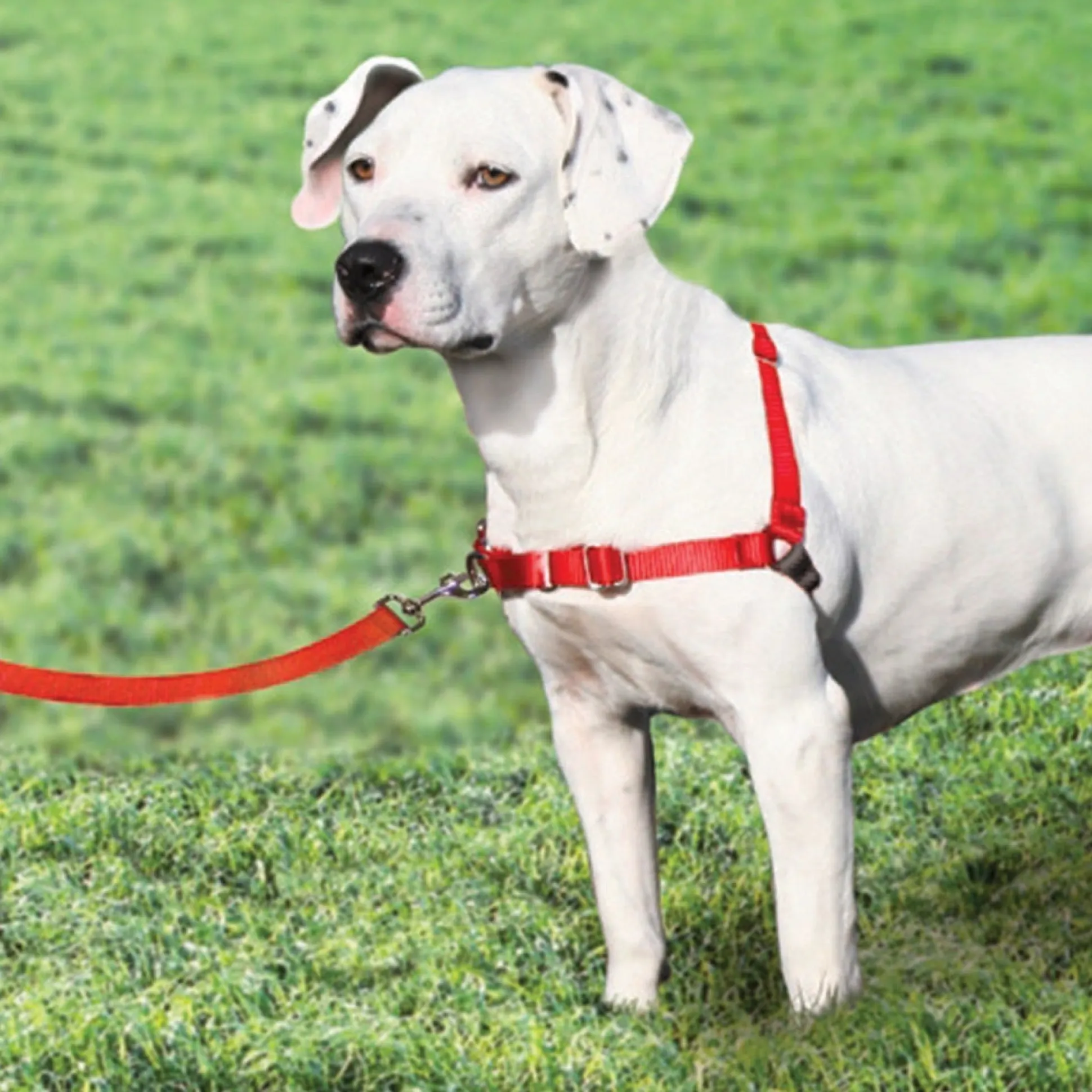 Petsafe Small Red Easy Walk Harnesses