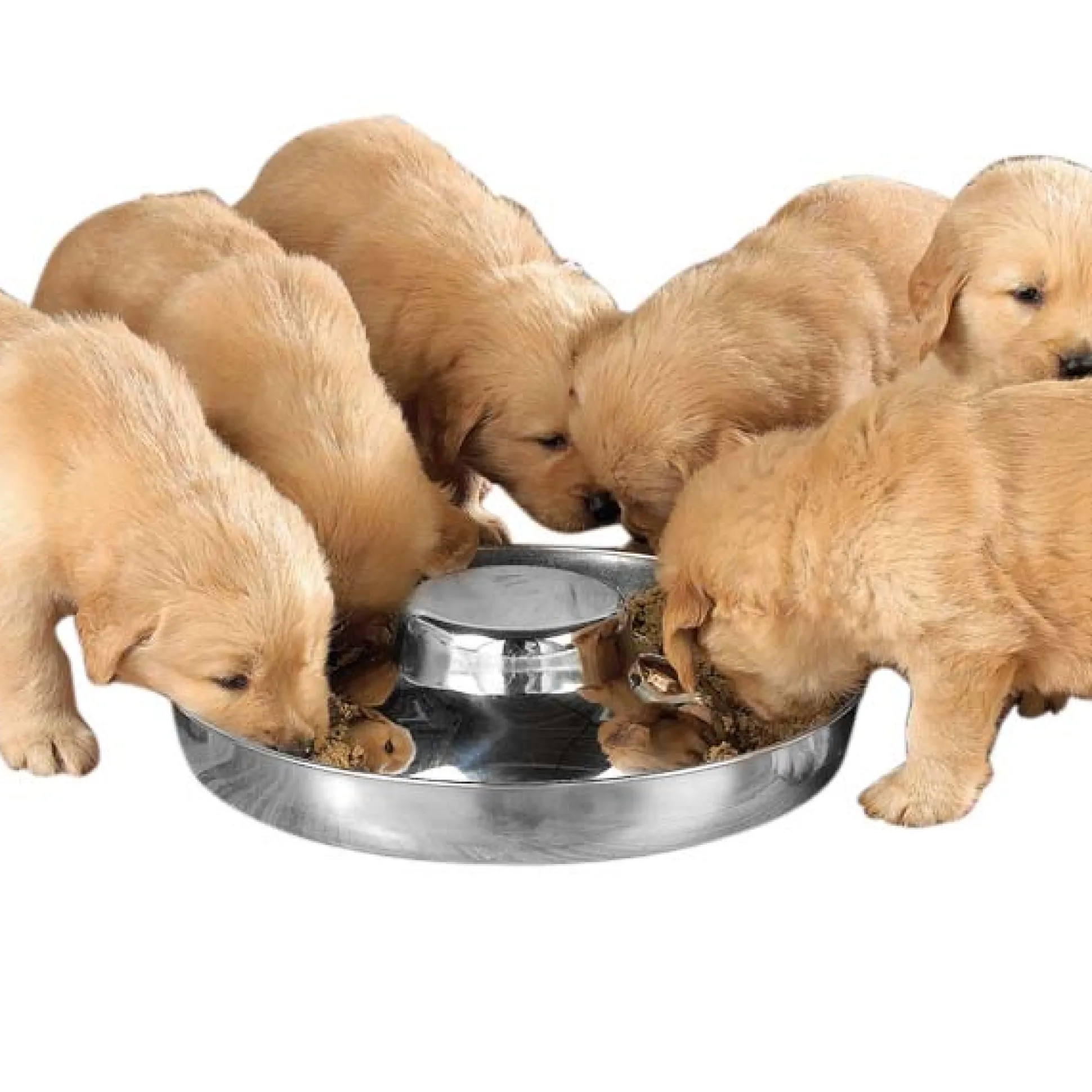 ProSelect Puppy Dish 14.5In