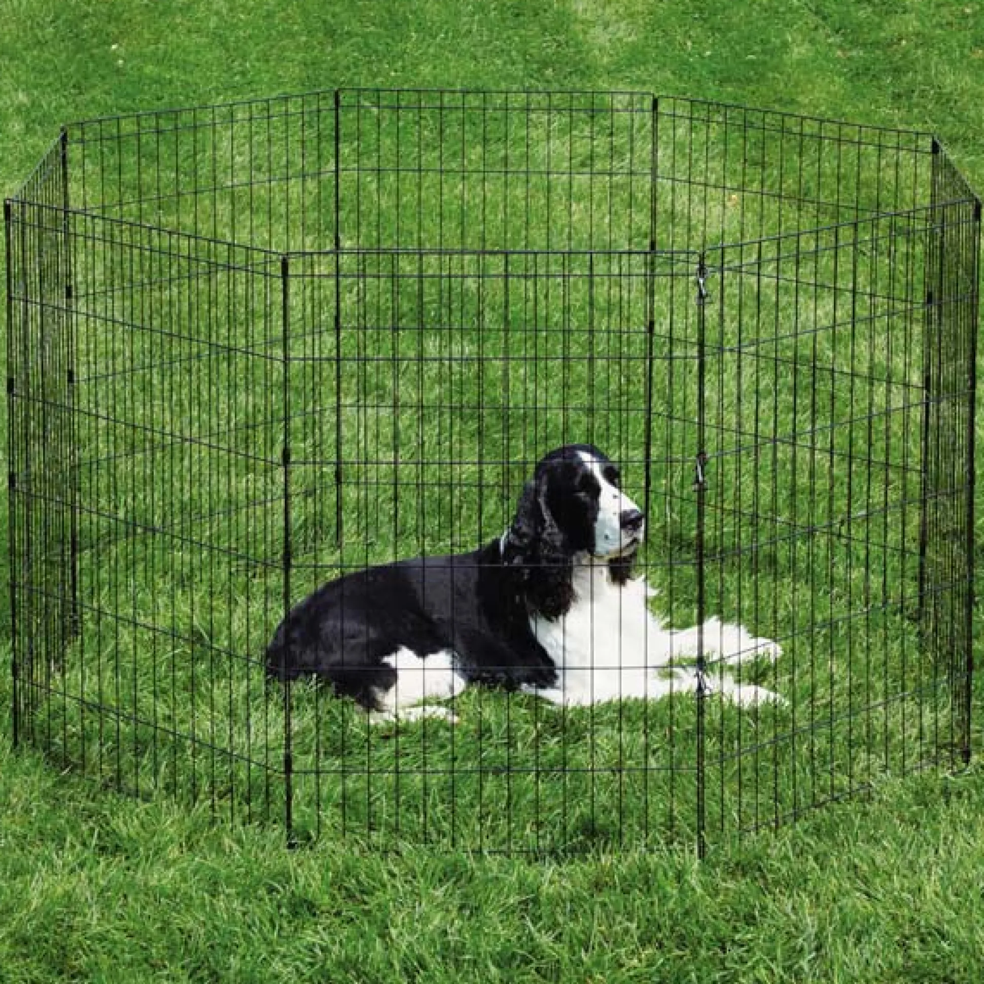 ProSelect Sure Exercise Pens