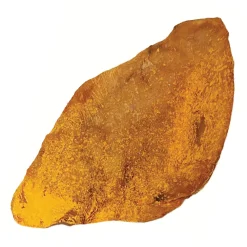 Scoochie Bacon Cheddar Loaded Pig Ear 1pk