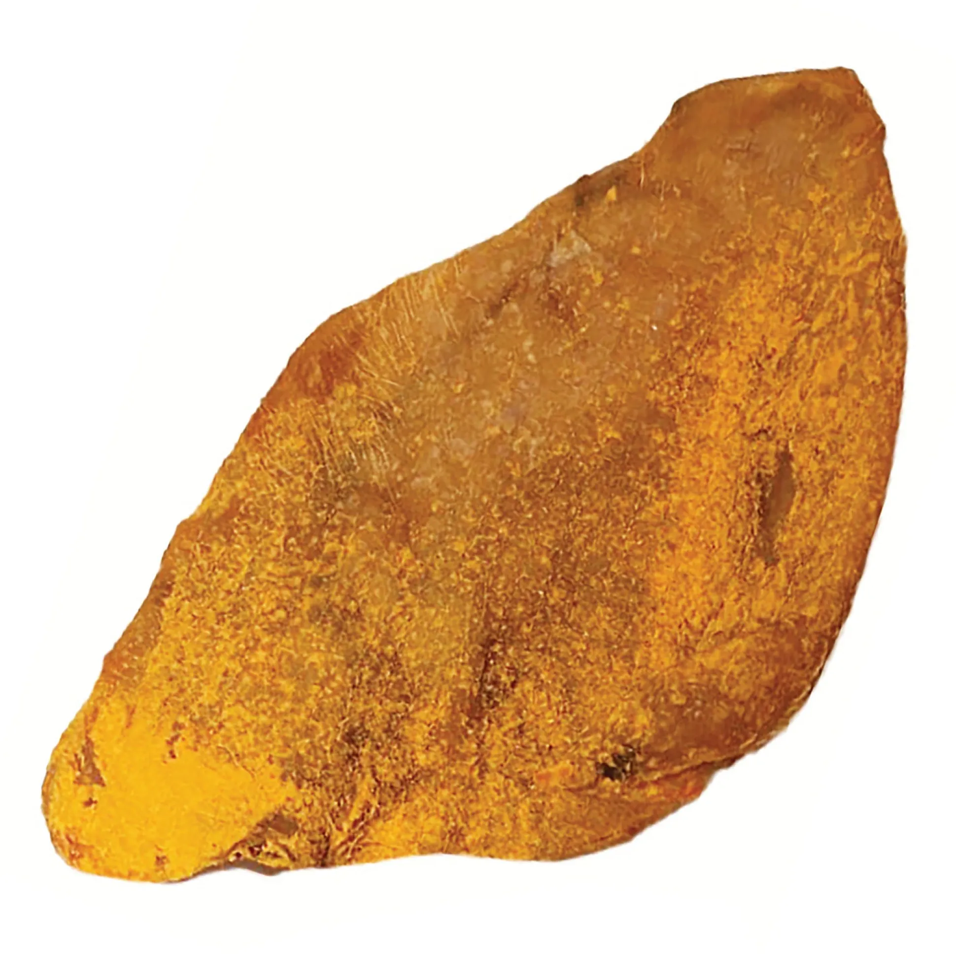 Scoochie Bacon Cheddar Loaded Pig Ear 1pk