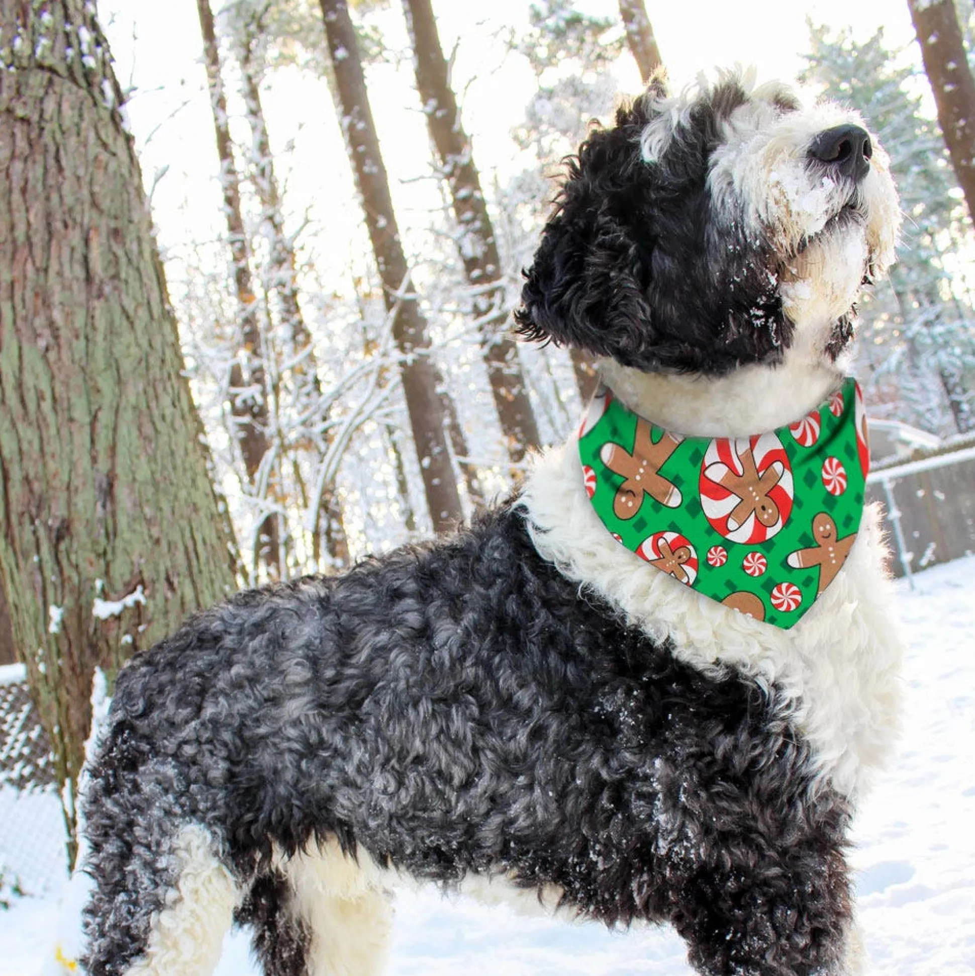 Top Performance Seasonal Bandanas