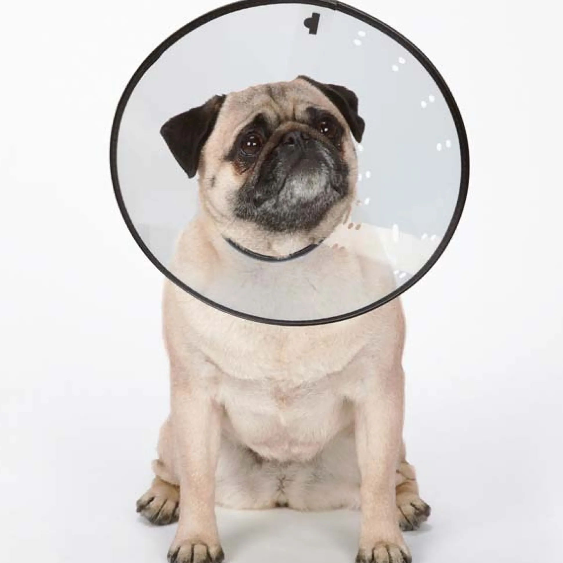 Total Pet Health Elizabethan Collars
