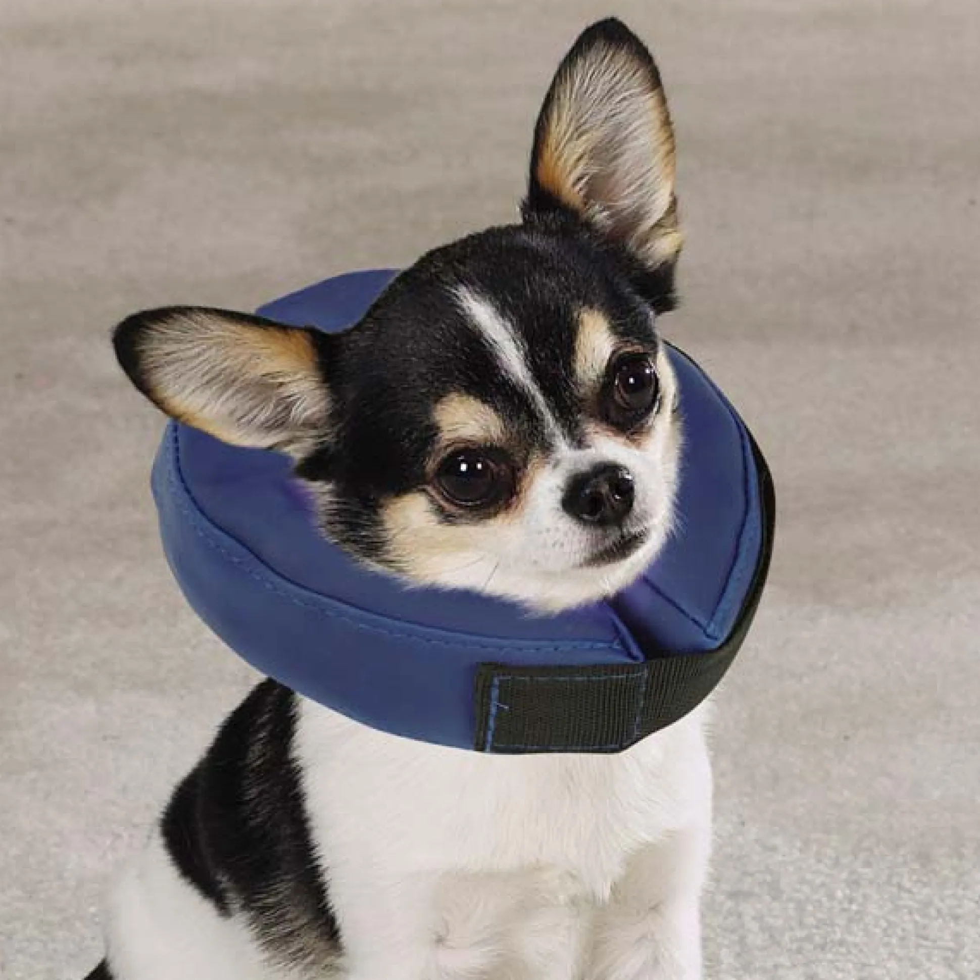 Total Pet Health Inflatable Collars