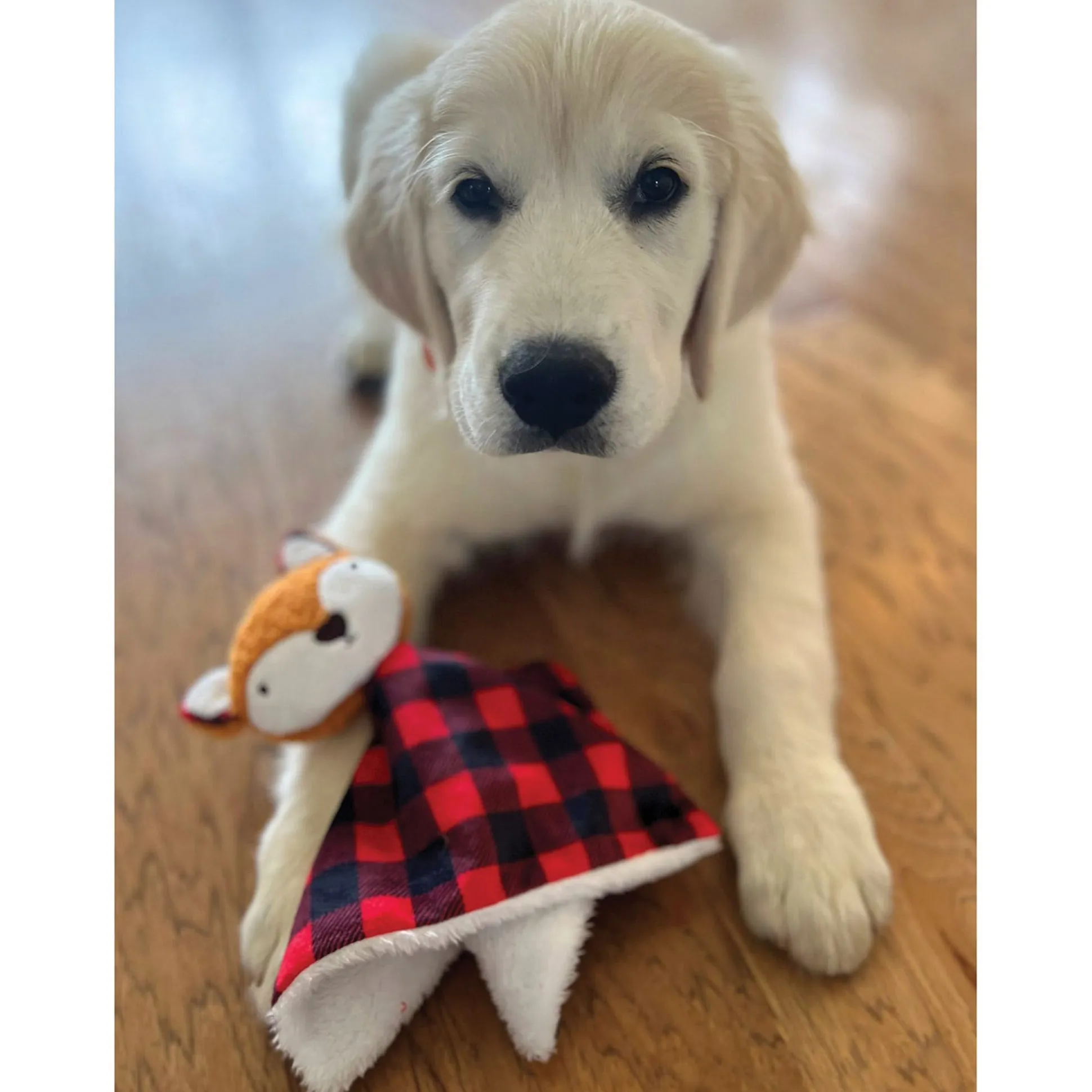 Zanies Buffalo Check Fox Puppy Blanket