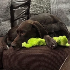 Zanies Bungee Geckos Dog Toys