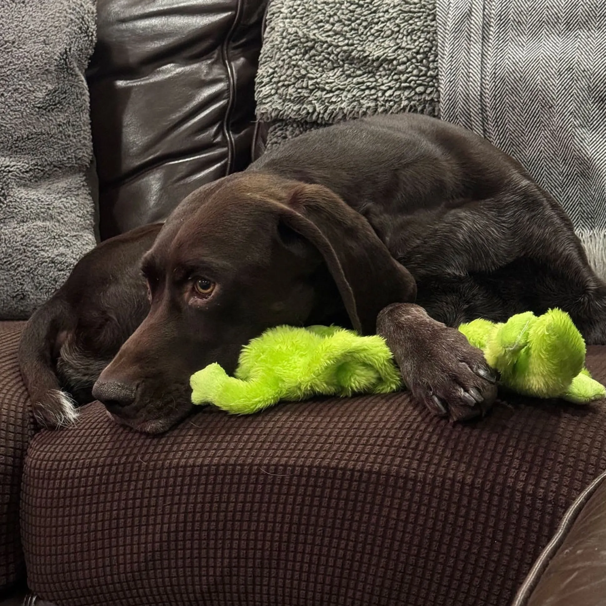 Zanies Bungee Geckos Dog Toys